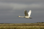 ����� ������ (Cygnus bewickii) �������� ������